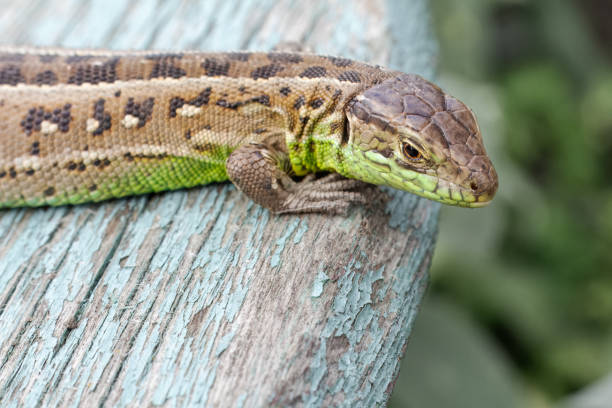 Little green lizard crawling on the arm