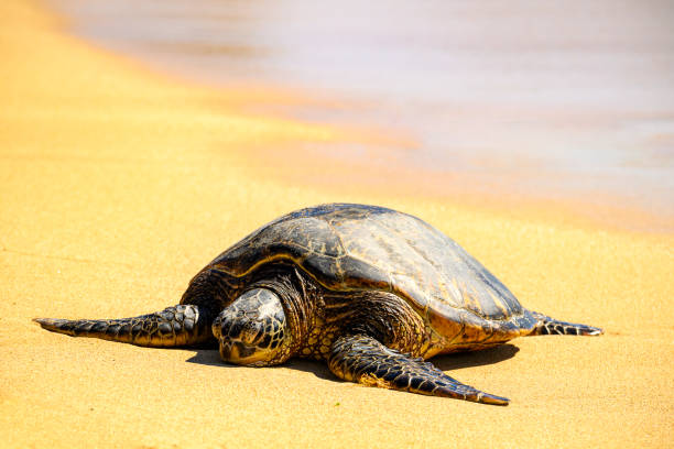 istock Sea turtle relaxing at a beach 2157063856