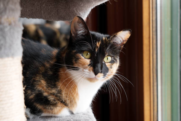 istock A calico cat with green eyes sits on a cat tree close up 2157064247