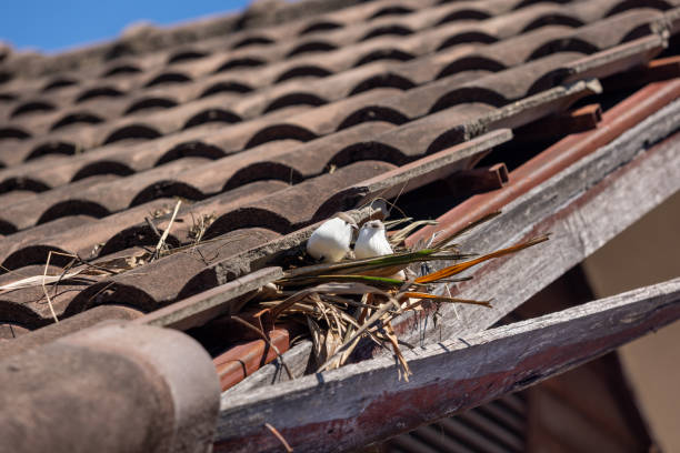 Birds nesting under old roof that loose or broken tiles and eaves.