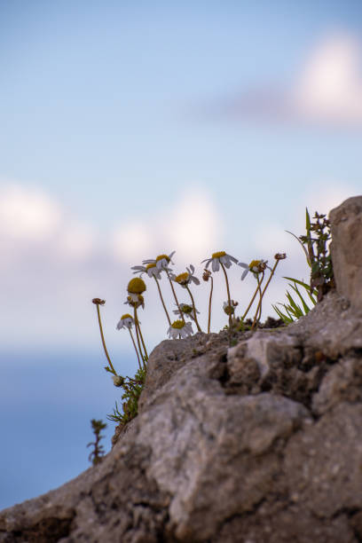 istock Daisy flowers bloom on rocky outcrop above water 2157065540