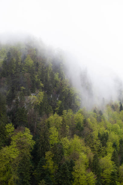 A scenic view of Trees on a mountainside with misty low cloud cover