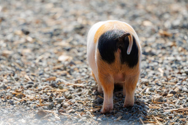 A young pig stands on gravel
