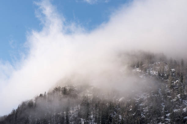 A forest cover mountain under a fog