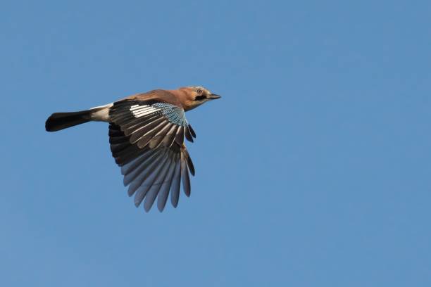 istock Eurasian jay soars gracefully with wings outstretched against a blue sky 2157066890