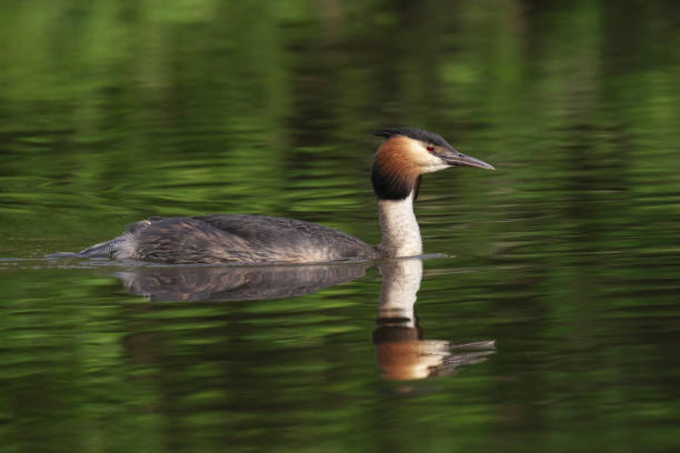 istock Great crested grebe swimming in green water 2157066912