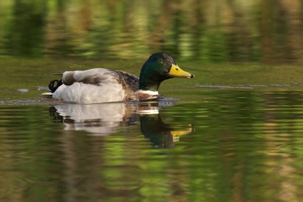 istock Male mallard duck is swimming in a pond 2157066930