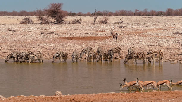 istock Zebra and springboks drinking from a watering hole in Etosha National Park, Namibia 2157067014