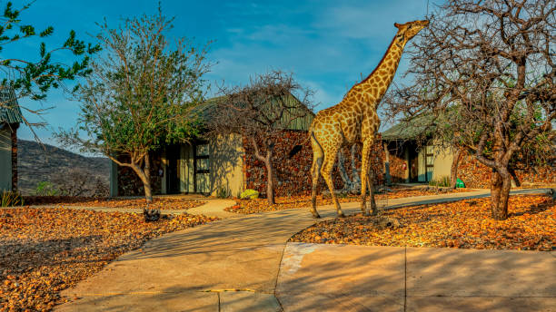 istock Giraffe gracefully feeding from the leaves of a tree 2157067049