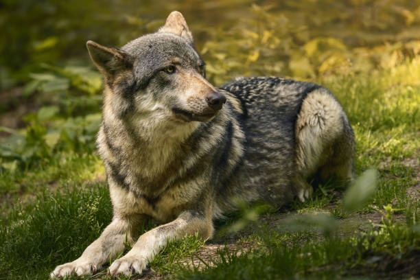 istock Wolf resting in grass near bushes. 2157067079