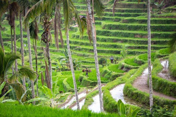 istock Rice terraces in Jatiluwih Bali Indonesia 2157067221