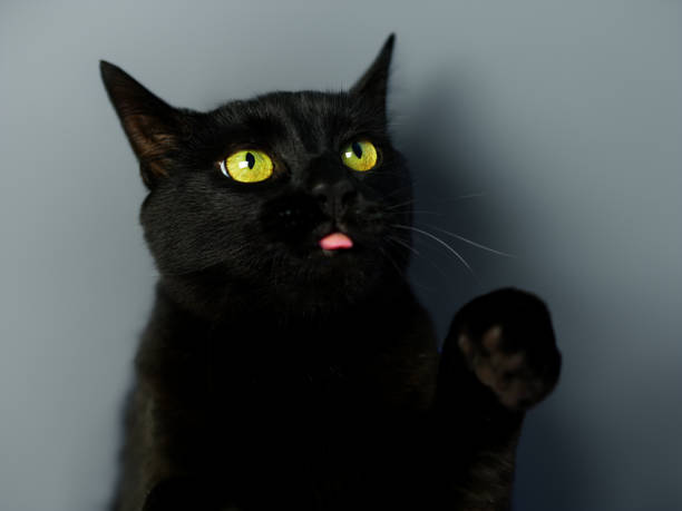 Black cat making eye contact with owner