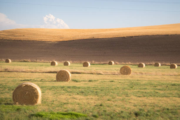 Unpicked hay in fields before harvest
