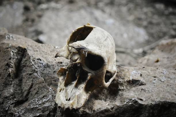istock Skull of a baboon on a rock 2157068348
