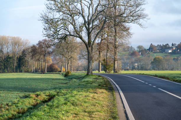 Scenic country road lined with trees on a sunny day