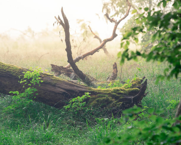 istock Fallen tree lies in a grassy field 2157068935