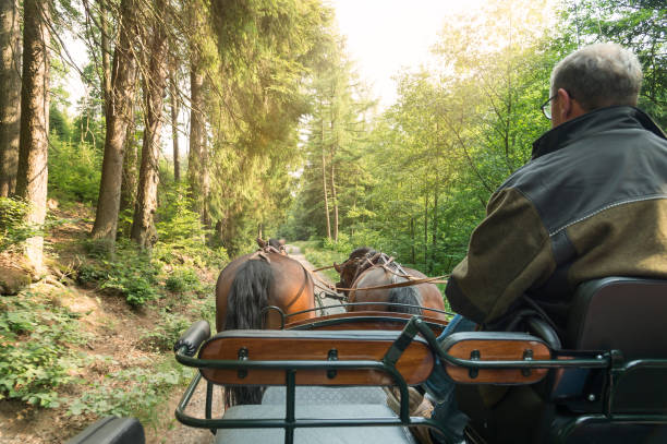 istock Driver of a carriage with two horses in a beautiful forest 2157068973