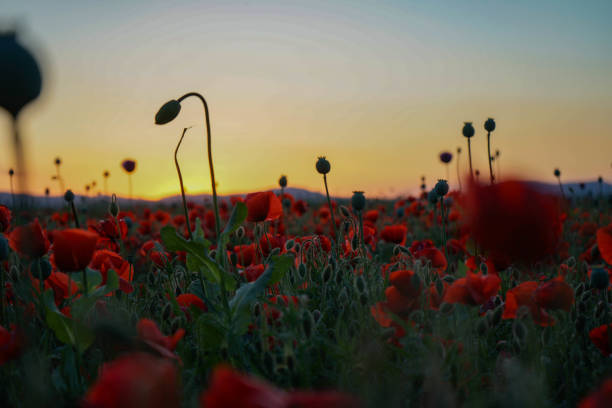 June Poppy sunset over the south downs along Ditchling road east Sussex south east England