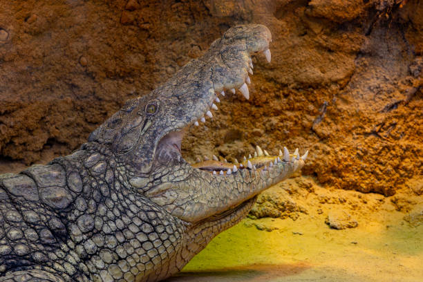 Crocodile along the central swamp.
