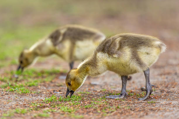 istock Two adorable Canadian goslings feeding on grass 2157069864