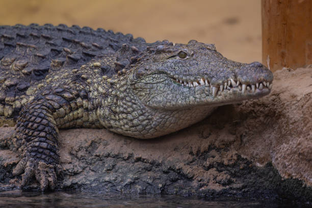 istock Nile crocodile in a zoo resting on a rocky surface 2157069987