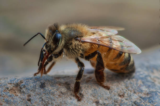 istock Macro shot of a bumblebee perched on a rock 2157069999