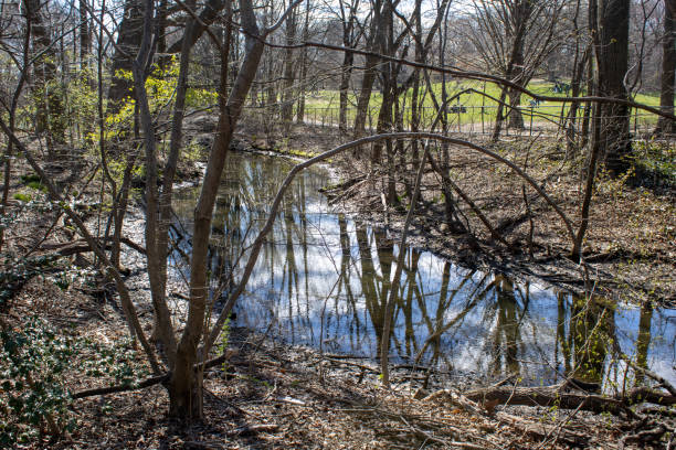 istock Serene forest stream reflecting nature's beauty 2157070034