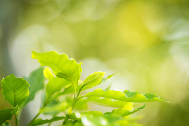 Closeup leaf coffee in nature, Freshness leaves coffee close-up