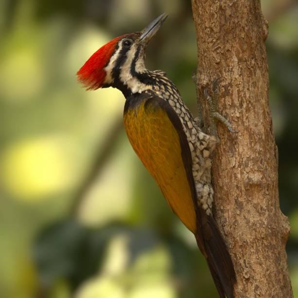 istock Closeup of a Common Flameback Woodpecker perched on a tree 2157070609
