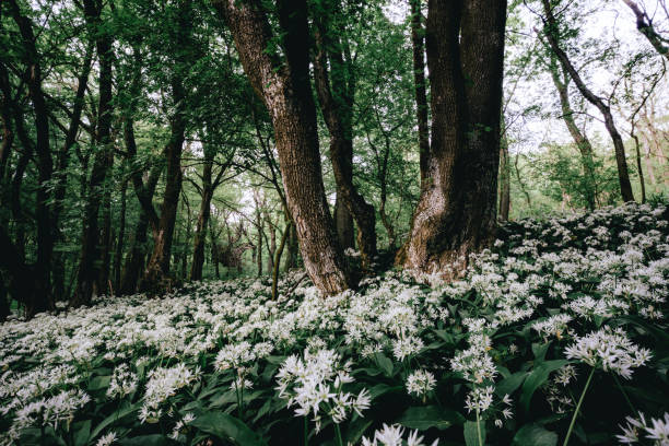 istock White flowers surrounded by lush foliage in a forest setting 2157071437