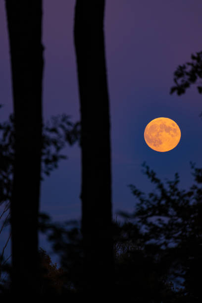 istock Full moon rising behind trees with warm orange tones on its surface 2157071454