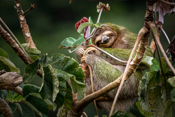 istock Brown sloth on tree with lush foliage and blooms 2157071803