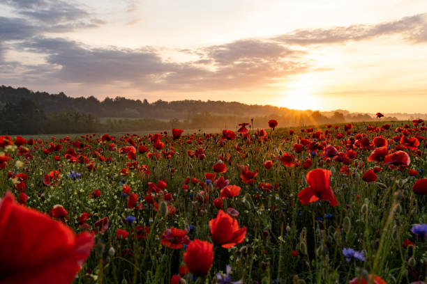istock Bright sunlight illuminates red flowers in a field 2157072289