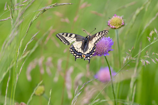istock Swallowtail butterfly perched on a tiny flower in the grass 2157072431