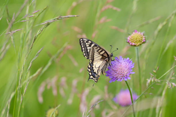 istock Swallowtail butterfly perched on a tiny flower in the grass 2157072434