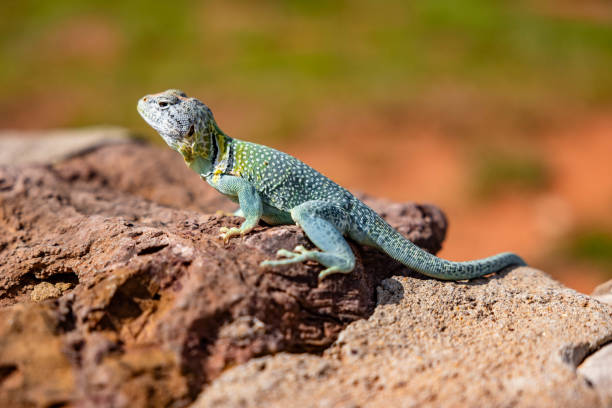 istock a small lizard on top of some rocks in the sun 2157072524