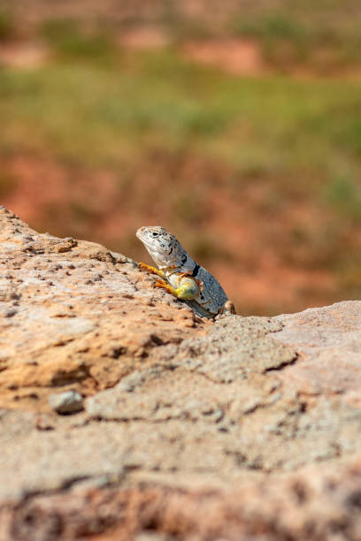istock small lizard looking over a rock in a field with grass 2157072540