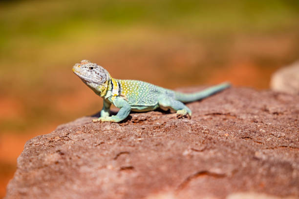 istock a lizard sitting on a rock with rocks in the background 2157072542