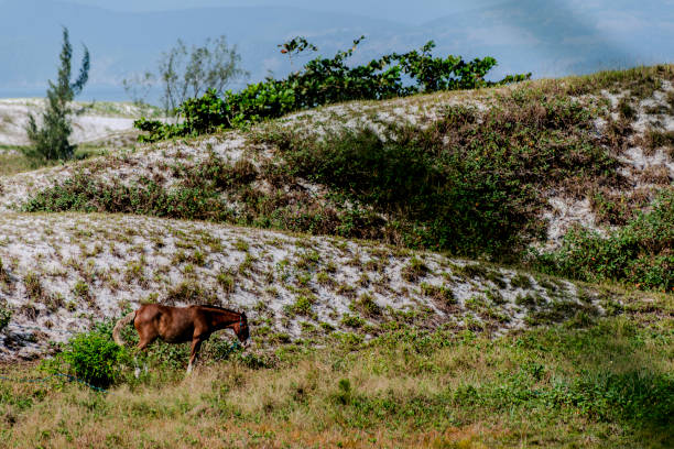 A horse grazing in a lush mountain pasture with scenic mountain backdrop
