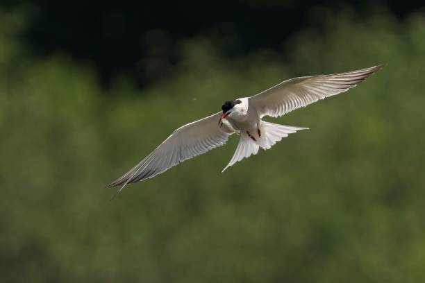 istock the white bird has two wings and is about to take flight 2157072694