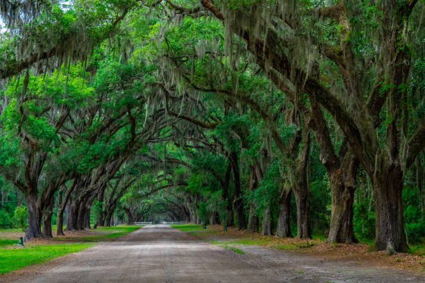 istock Tree formation at Wormsloe State Historic Site, Savannah, Georgia. 2157072854