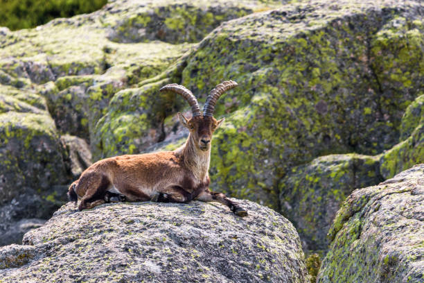 istock Spanish ibex in Sierra de Gredos, Avila, Castilla y Leon, Spain. 2157072925
