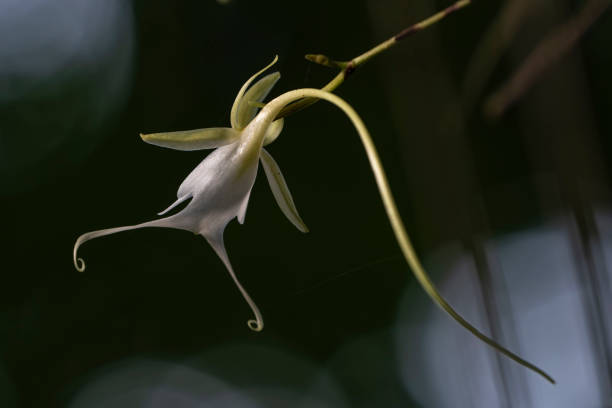 istock Close-up of a ghost orchid in a forest setting. 2157072931