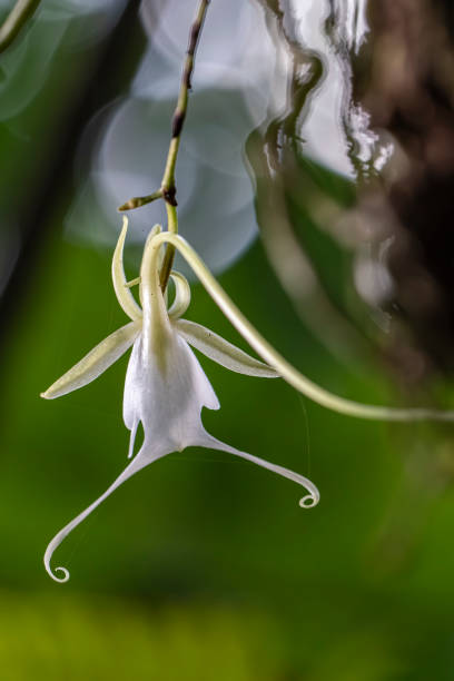 istock Close-up of a ghost orchid in a forest setting. 2157072936