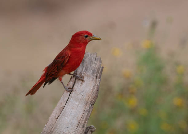 A scarlet piranga (Piranga rubra) perches on a tree stump