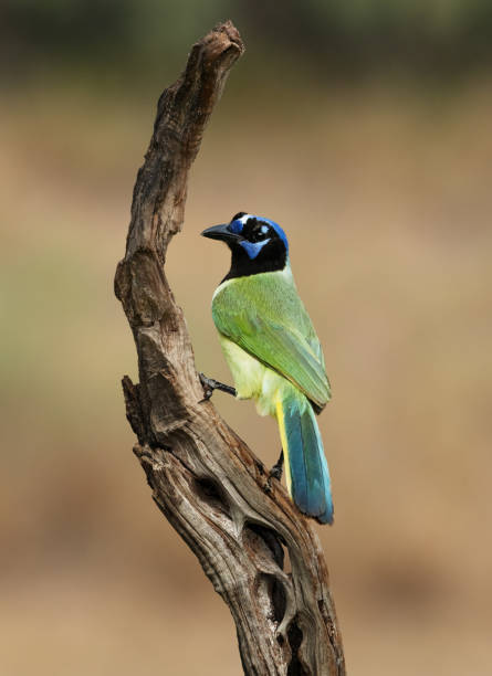 istock Green jay (Cyanocorax luxuosus) perched on a branch in a field 2157073406