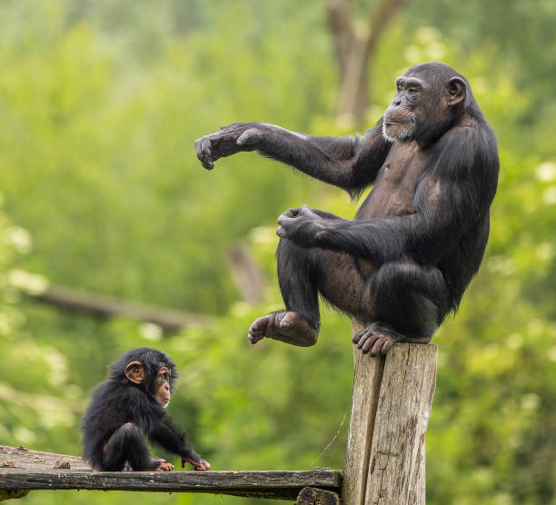Two chimpanzees in a zoo enclosure, one small and one large