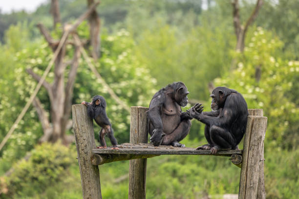 istock Monkeys on a bridge eating bananas and sitting 2157073638