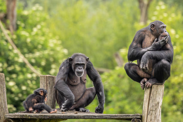 istock three chimpanzees on a wooden platform, with the baby sitting on 2157073650