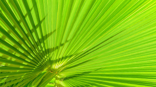 istock Close up of Palm leaf. Green palm tree leaf close up background. 2157073718